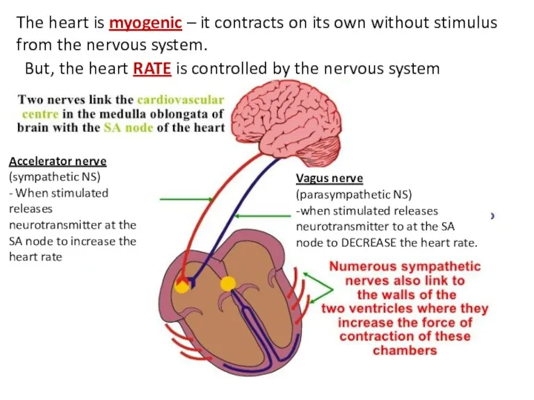 The heart is myogenic – it contracts on its own