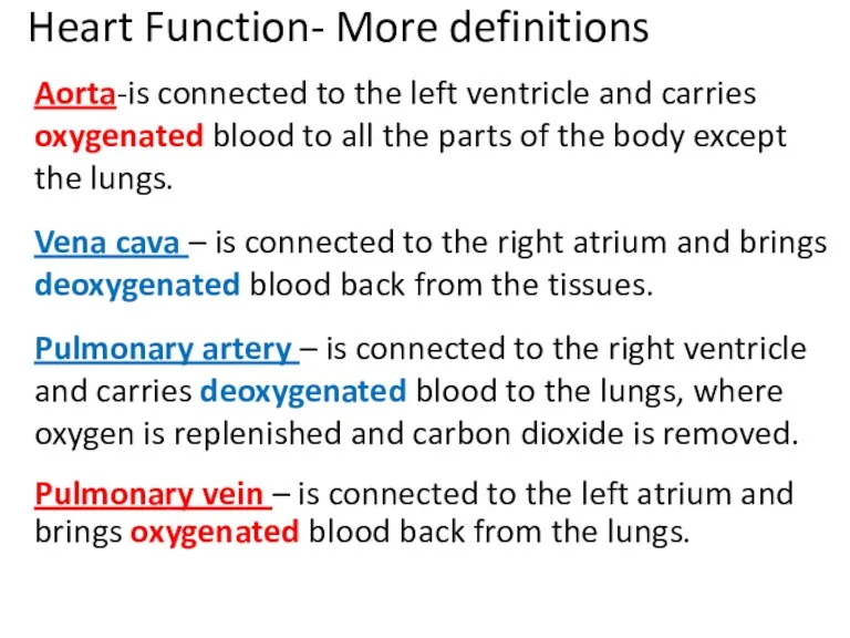 Heart Function- More definitions Aorta-is connected to the left ventricle