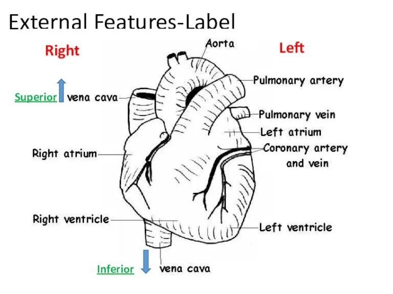 External Features-Label Superior Inferior Left Right