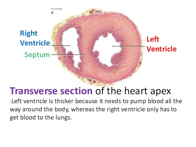 Transverse section of the heart apex -Left ventricle is thicker