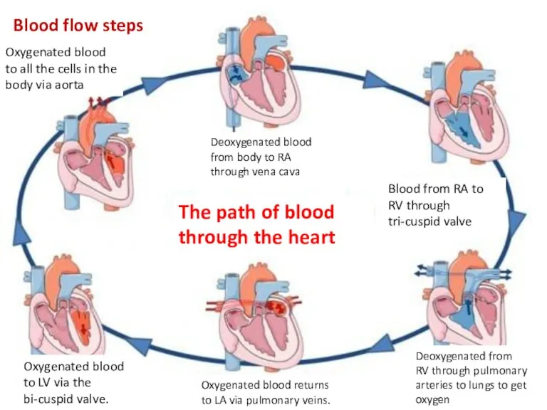 Deoxygenated blood from body to RA through vena cava Blood