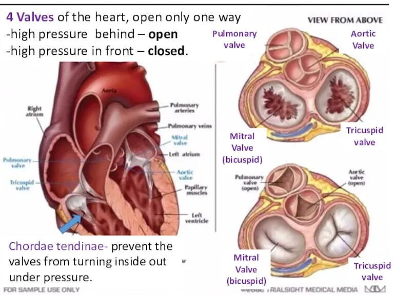 Chordae tendinae- prevent the valves from turning inside out under