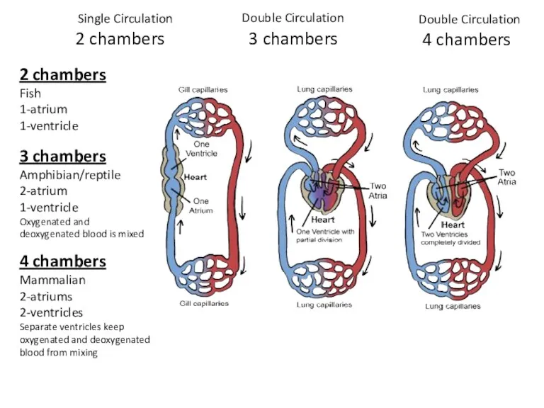 2 chambers 3 chambers 2 chambers Fish 1-atrium 1-ventricle 4