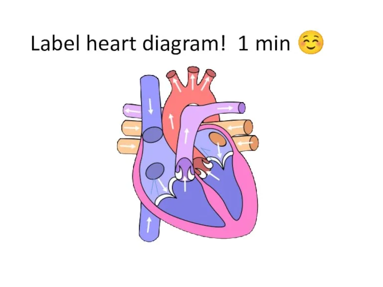 Label heart diagram! 1 min ☺