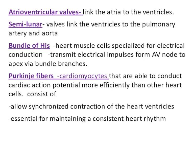 Atrioventricular valves- link the atria to the ventricles. Semi-lunar- valves