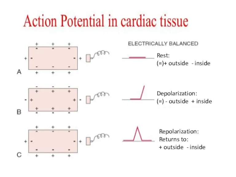 Rest: (=)+ outside - inside Depolarization: (=) - outside +