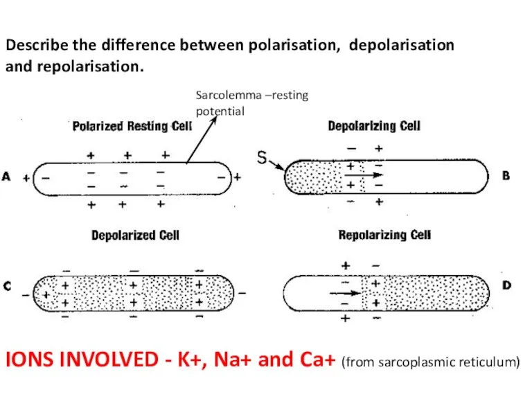 Describe the difference between polarisation, depolarisation and repolarisation. Sarcolemma –resting