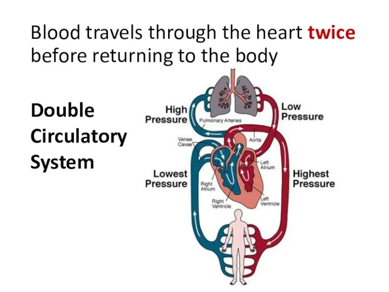 Blood travels through the heart twice before returning to the body Double Circulatory System