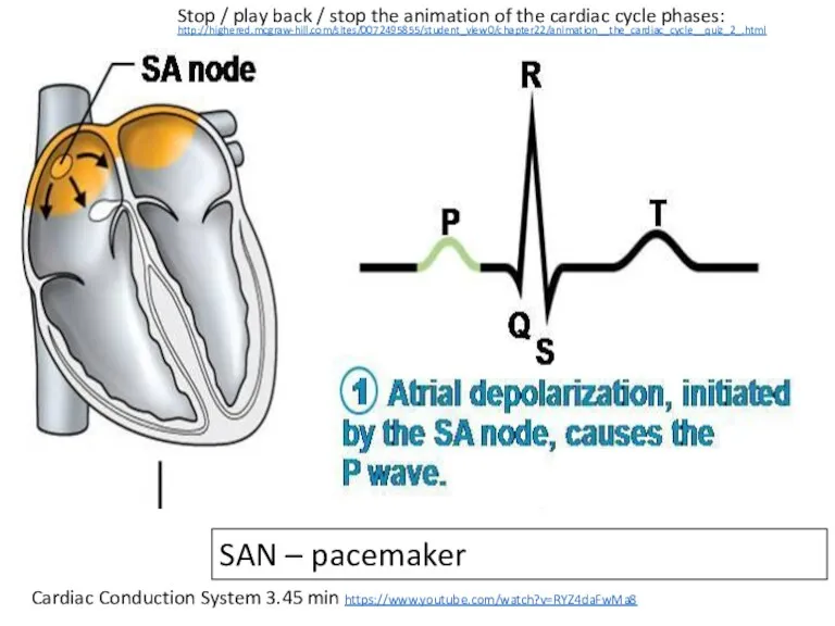 Cardiac Conduction System 3.45 min https://www.youtube.com/watch?v=RYZ4daFwMa8 SAN – pacemaker Stop