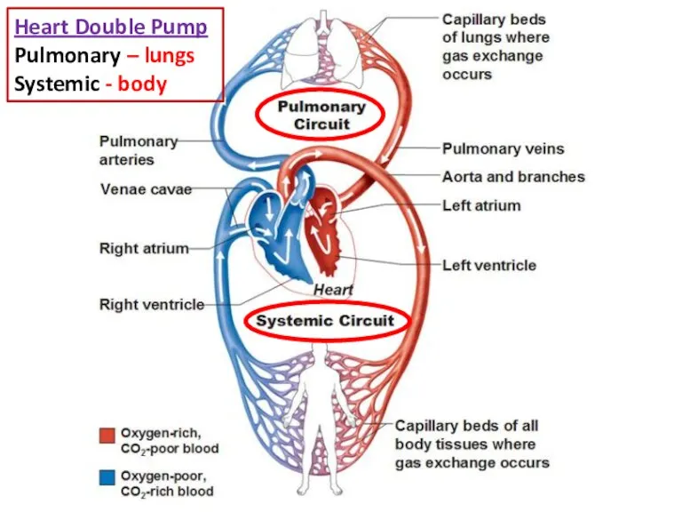 Heart Double Pump Pulmonary – lungs Systemic - body