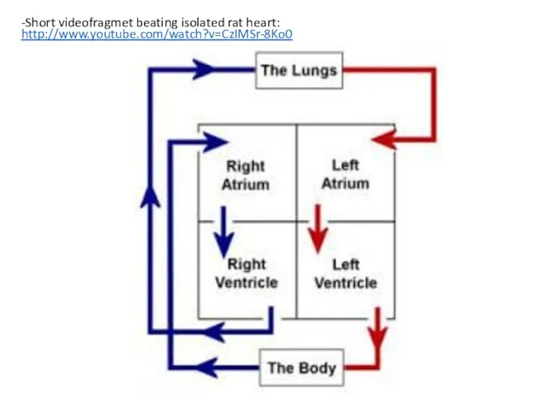 -Short videofragmet beating isolated rat heart: http://www.youtube.com/watch?v=CzIMSr-8Ko0