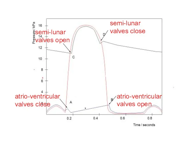 atrio-ventricular valves open atrio-ventricular valves close semi-lunar valves open semi-lunar valves close