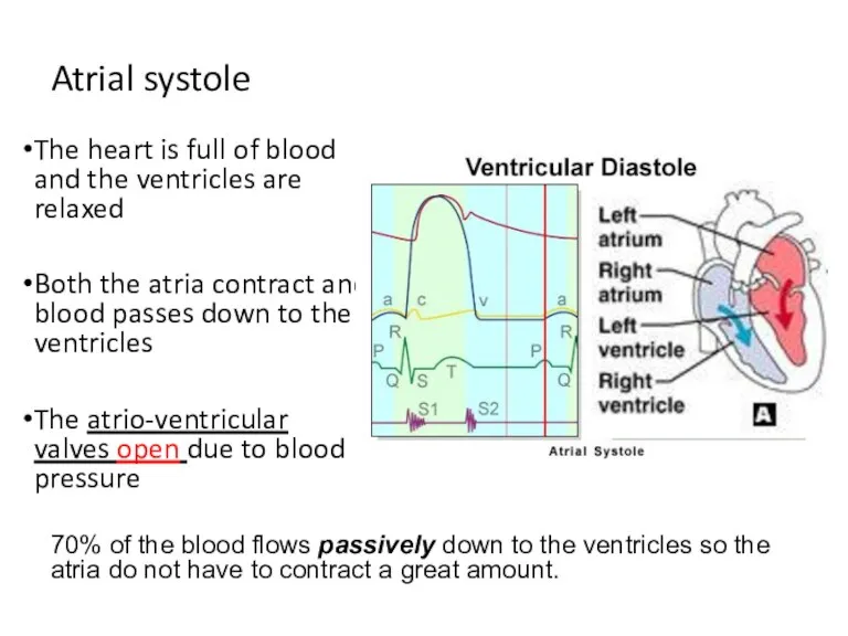 Atrial systole The heart is full of blood and the