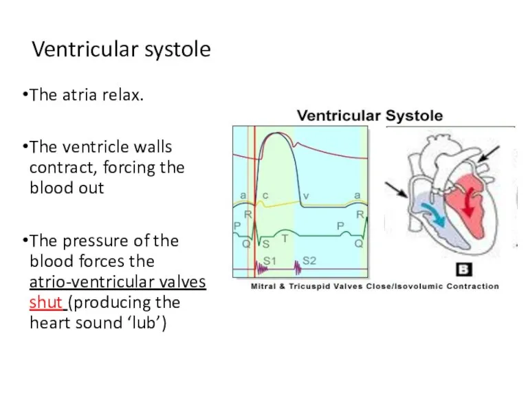 Ventricular systole The atria relax. The ventricle walls contract, forcing