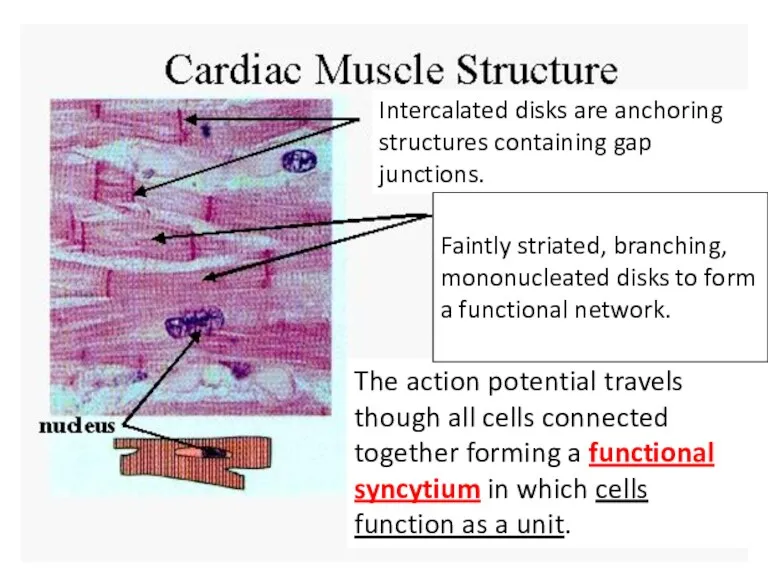 The action potential travels though all cells connected together forming