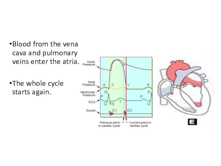 Blood from the vena cava and pulmonary veins enter the atria. The whole cycle starts again.