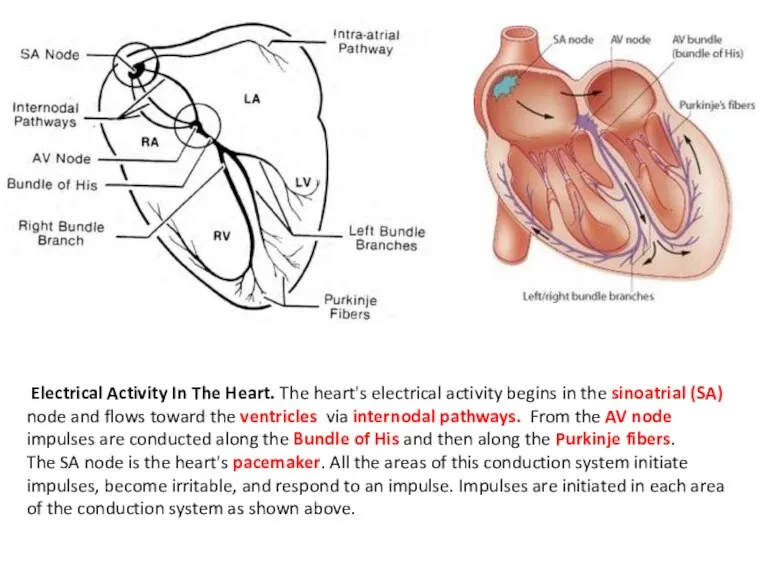 Electrical Activity In The Heart. The heart's electrical activity begins