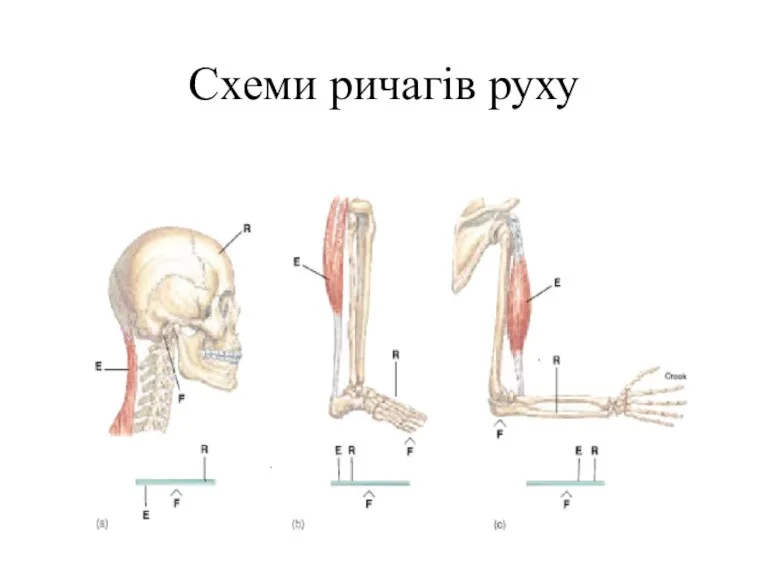 Схеми ричагів руху