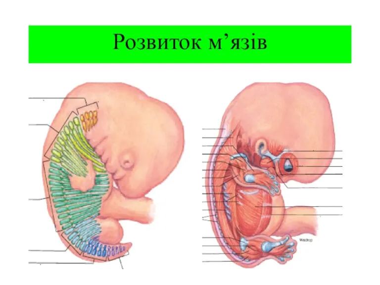 Розвиток м’язів