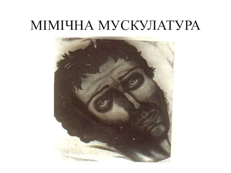 МІМІЧНА МУСКУЛАТУРА