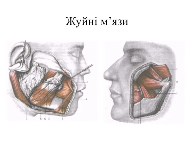 Жуйні м’язи