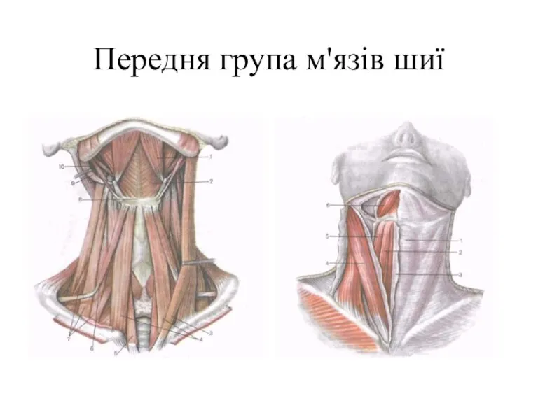 Передня група м'язів шиї