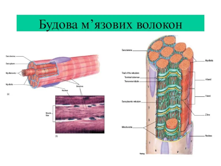 Будова м’язових волокон