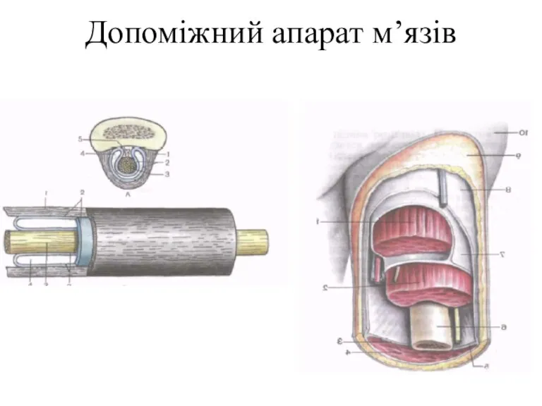 Допоміжний апарат м’язів