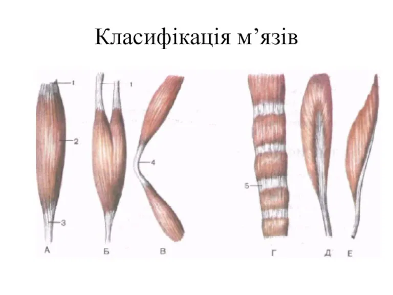 Класифікація м’язів