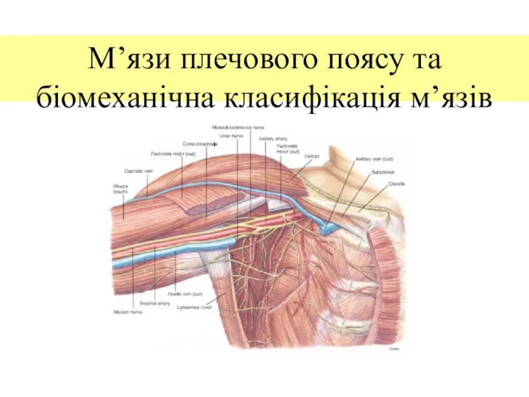 М’язи плечового поясу та біомеханічна класифікація м’язів