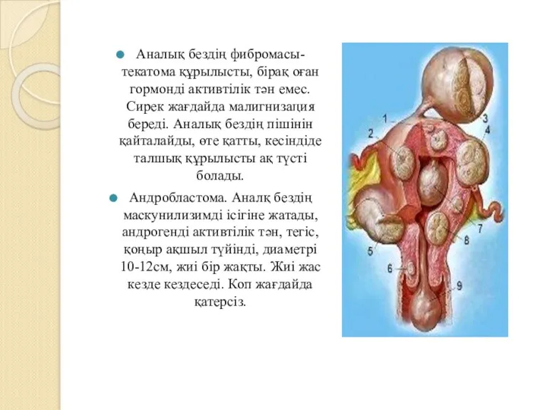 Аналық бездің фибромасы- текатома құрылысты, бірақ оған гормонді активтілік тән