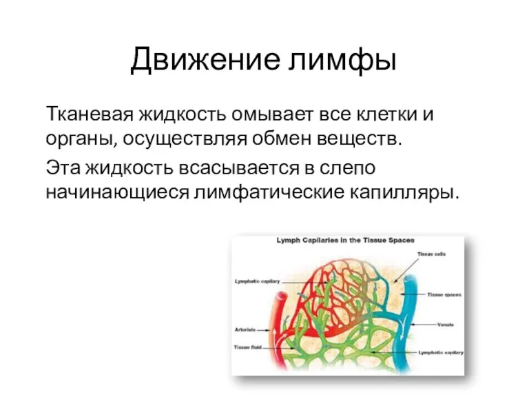 Движение лимфы Тканевая жидкость омывает все клетки и органы, осуществляя