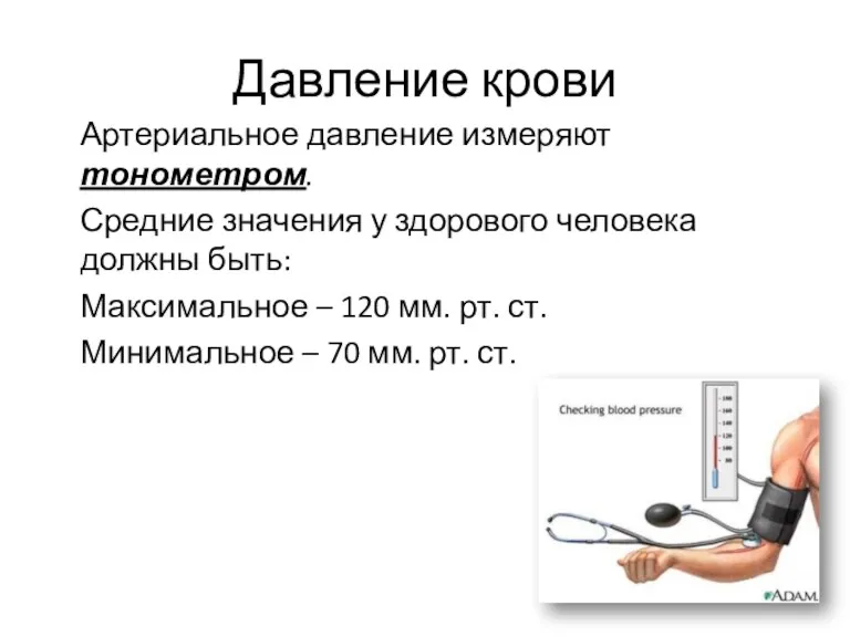 Давление крови Артериальное давление измеряют тонометром. Средние значения у здорового