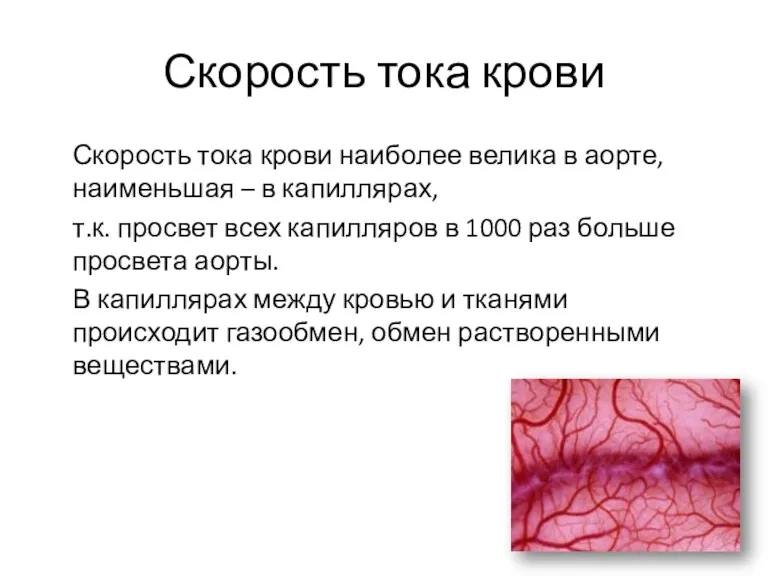 Скорость тока крови Скорость тока крови наиболее велика в аорте,