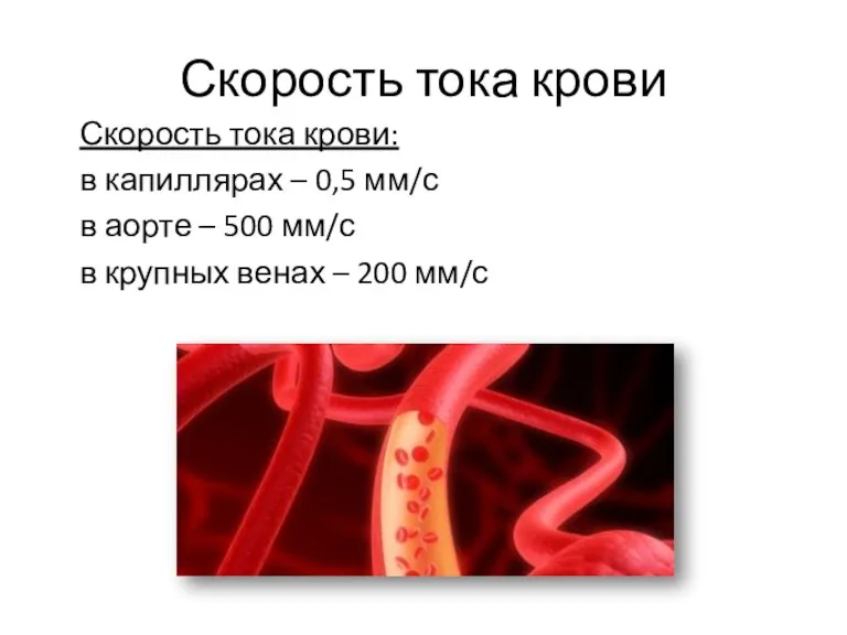 Скорость тока крови Скорость тока крови: в капиллярах – 0,5