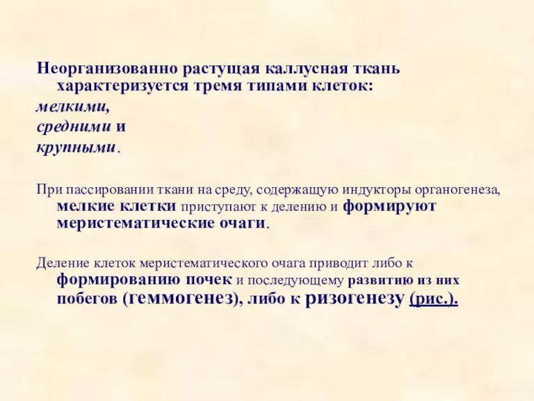 Неорганизованно растущая каллусная ткань характеризуется тремя типами клеток: мелкими, средними