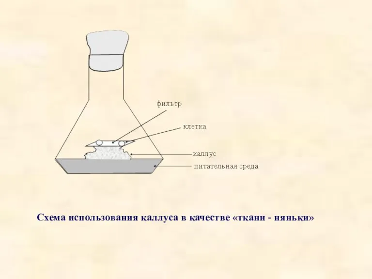 Cхема использования каллуса в качестве «ткани - няньки»