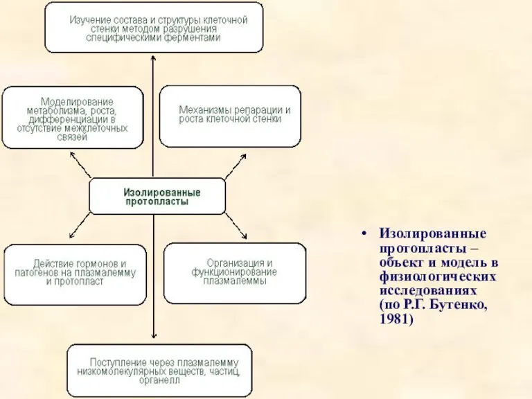 Изолированные протопласты – объект и модель в физиологических исследованиях (по Р.Г. Бутенко, 1981)