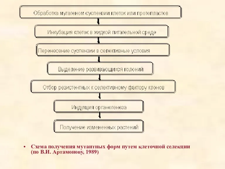 Схема получения мутантных форм путем клеточной селекции (по В.И. Артамонову, 1989)