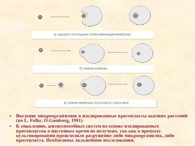 Введение микроорганизмов в изолированные протопласты высших растений (по L. Folke,