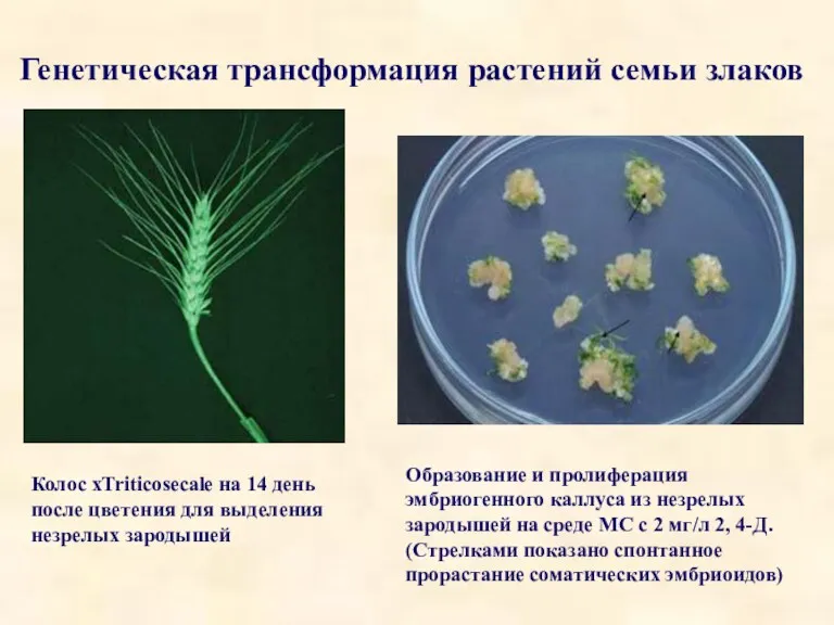 Генетическая трансформация растений семьи злаков Колос xTriticosecale на 14 день