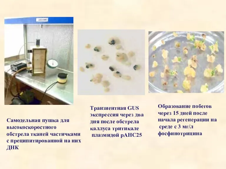 Самодельная пушка для высокоскоростного обстрела тканей частичками с преципитированной на