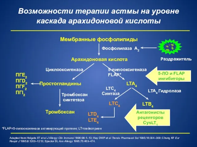 Mембранные фосфолипиды Фосфолипаза A2 Раздражитель Aрахидоновая кислота Циклооксигеназа 5-липооксигеназа FLAP*