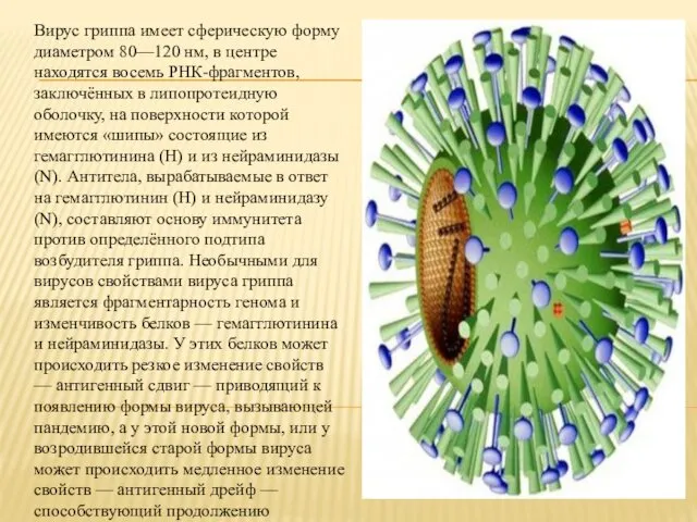 Вирус гриппа имеет сферическую форму диаметром 80—120 нм, в центре