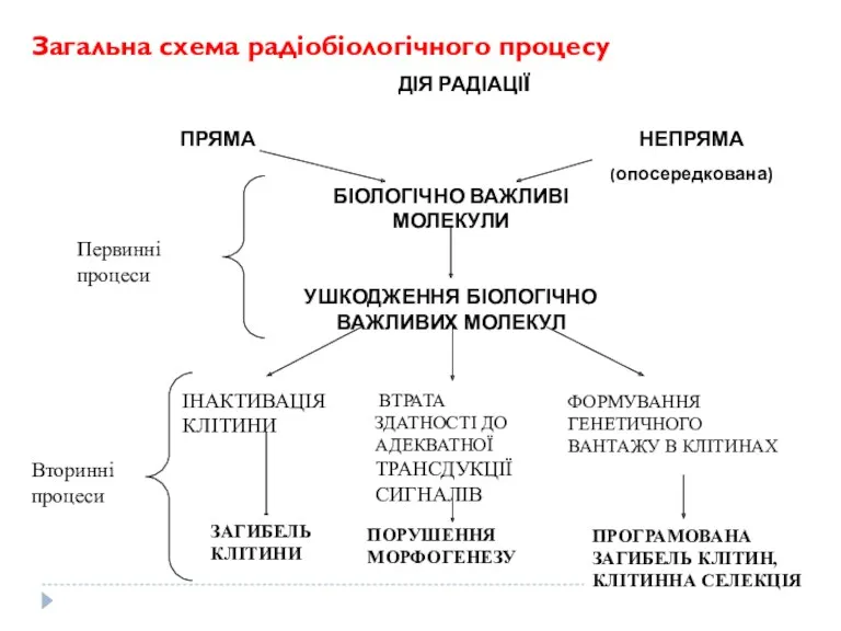 Загальна схема радіобіологічного процесу