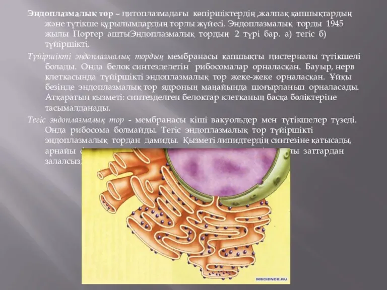 Эндоплазмалық тор – цитоплазмадағы көпіршіктердің ,жалпақ қапшықтардың және түтікше құрылымдардың