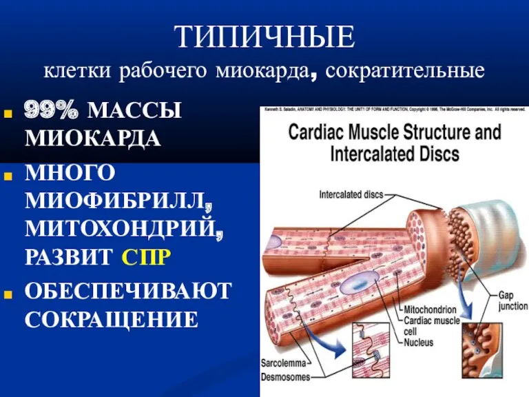 ТИПИЧНЫЕ клетки рабочего миокарда, сократительные‏ 99% МАССЫ МИОКАРДА МНОГО МИОФИБРИЛЛ, МИТОХОНДРИЙ, РАЗВИТ СПР ОБЕСПЕЧИВАЮТ СОКРАЩЕНИЕ