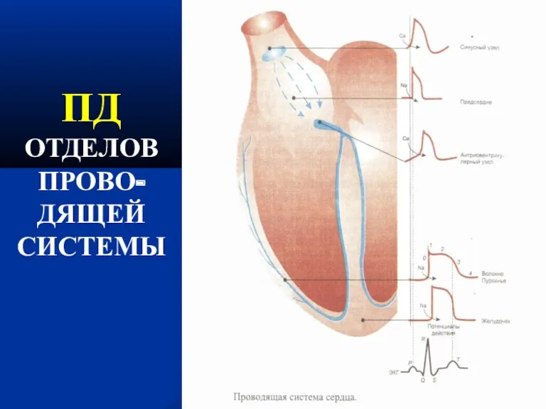 ПД ОТДЕЛОВ ПРОВО- ДЯЩЕЙ СИСТЕМЫ