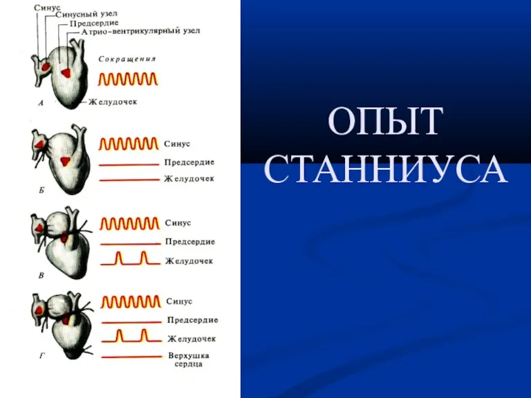 ОПЫТ СТАННИУСА