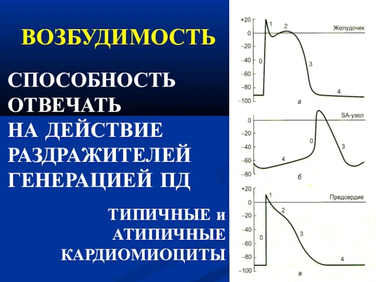 ВОЗБУДИМОСТЬ ТИПИЧНЫЕ и АТИПИЧНЫЕ КАРДИОМИОЦИТЫ СПОСОБНОСТЬ ОТВЕЧАТЬ НА ДЕЙСТВИЕ РАЗДРАЖИТЕЛЕЙ ГЕНЕРАЦИЕЙ ПД